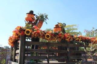 dlp-2016-pre-halloween-14
