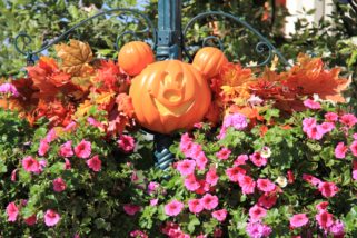 dlp-2016-pre-halloween-95
