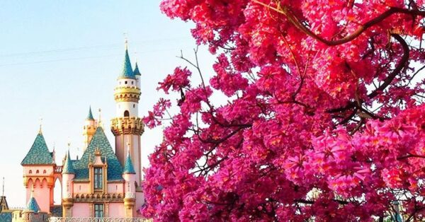 Disneyland Instagram Spring 2017