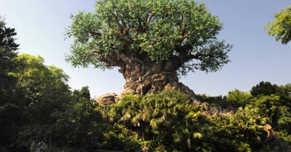 Walt Disney World - Animal Kingdom