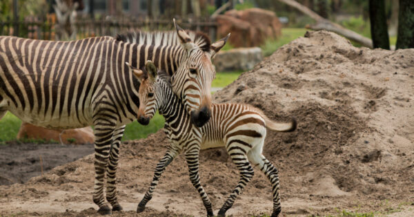 Meet Phoenix, the Zebra Foal Born at Disney’s Animal Kingdom Lodge