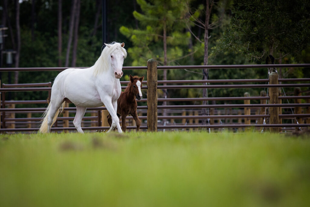 Tri-Circle-D Ranch