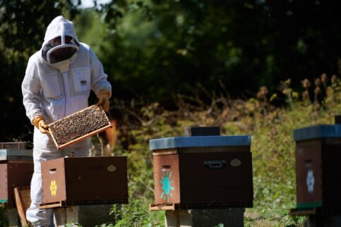 Disneyland Paris - Bee Keeping